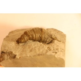Stereolasma Rectum - Devonian - Windom shale formation - Eric County, New York- USA