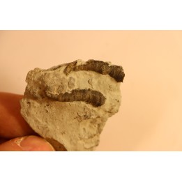 Stereolasma Rectum - Devonian - Windom shale formation - Eric County, New York- USA