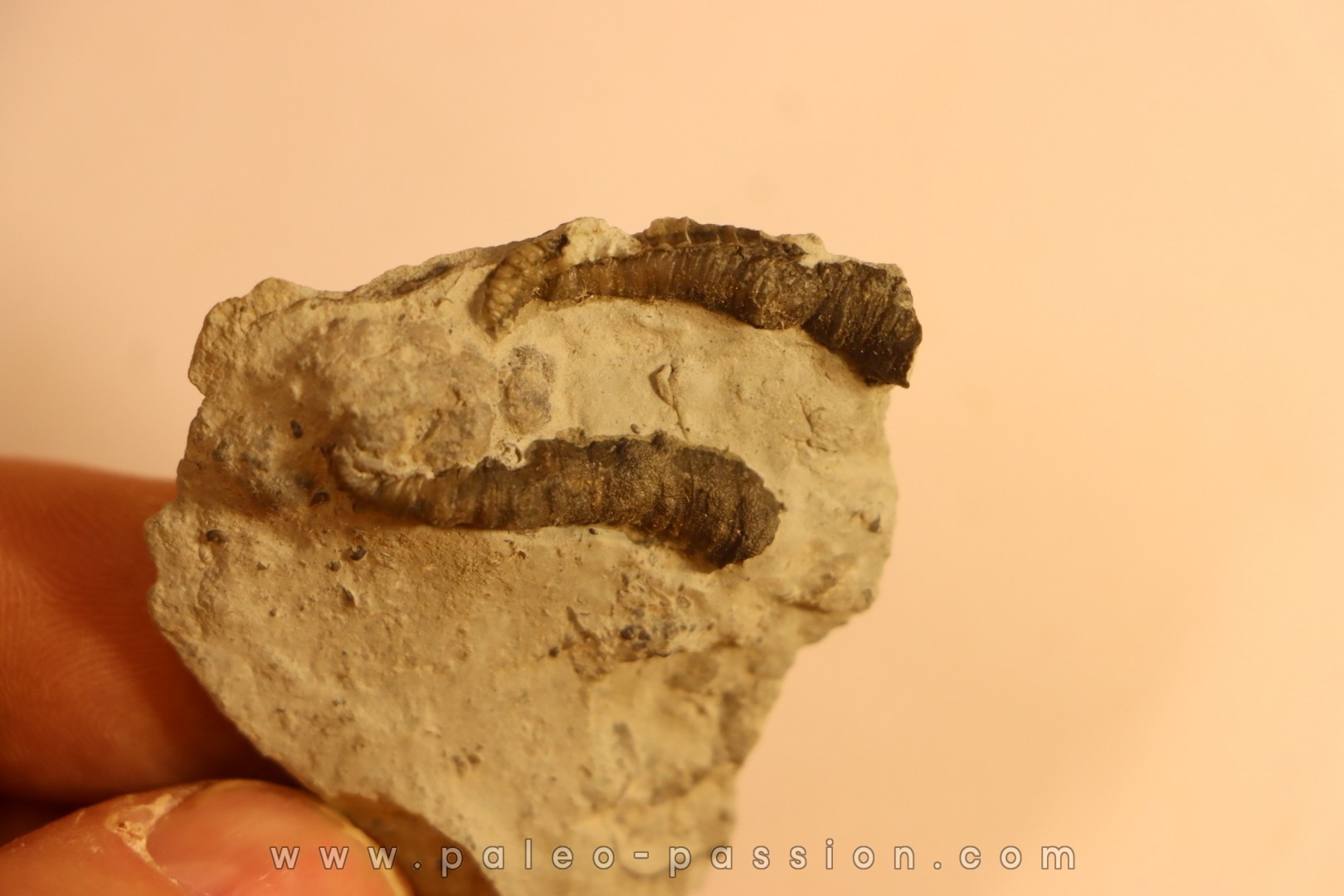 Stereolasma Rectum - Devonian - Windom shale formation - Eric County, New York- USA