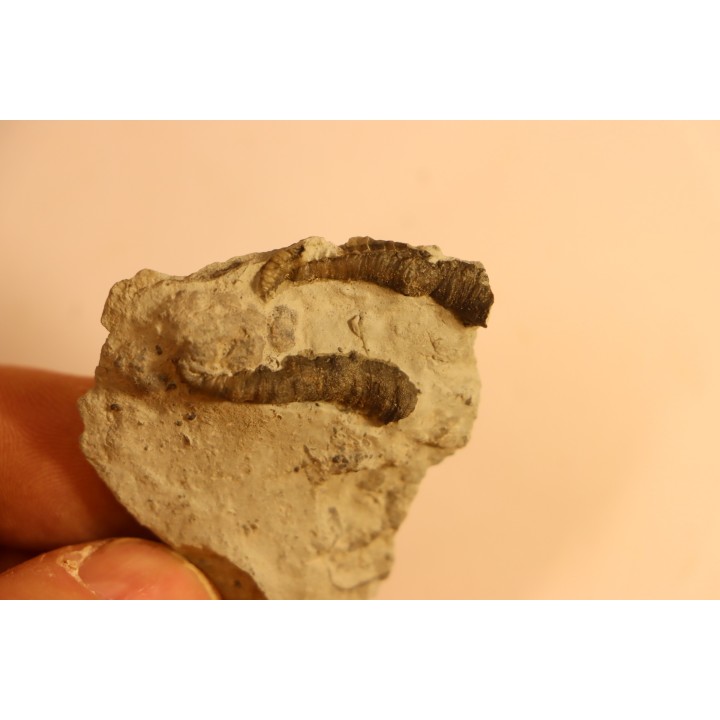 Stereolasma Rectum - Devonian - Windom shale formation - Eric County, New York- USA