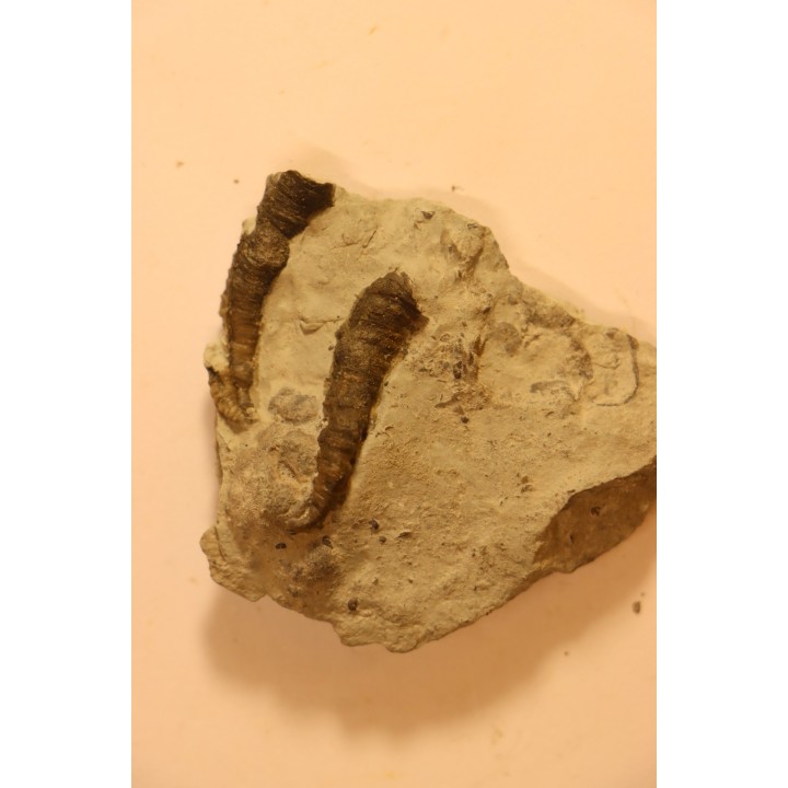 Stereolasma Rectum - Devonian - Windom shale formation - Eric County, New York- USA