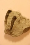 Stereolasma Rectum - Devonian - Windom shale formation - Eric County, New York- USA