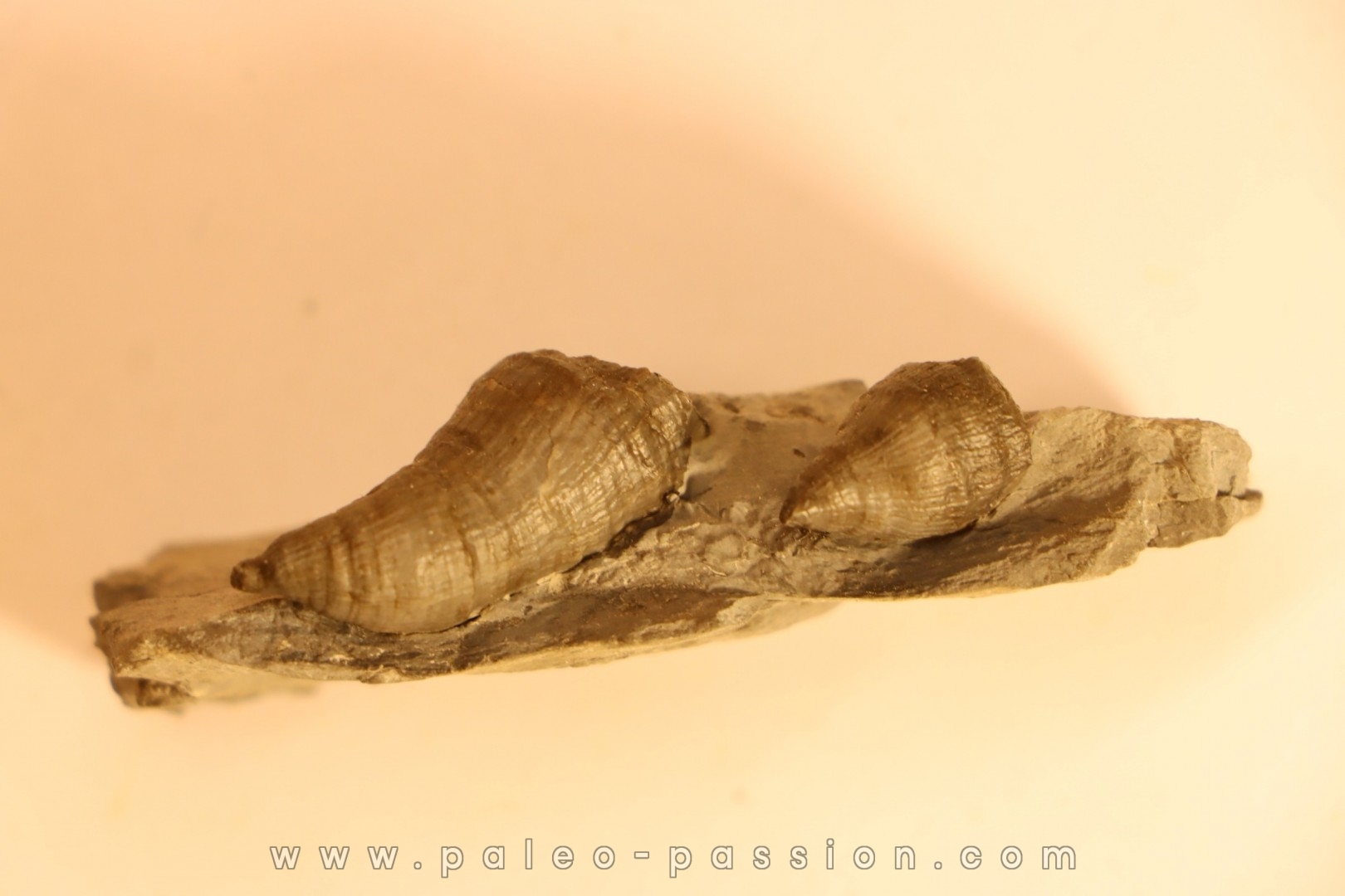 Stereolasma Rectum - Devonian - Windom shale formation - Eric County, New York- USA