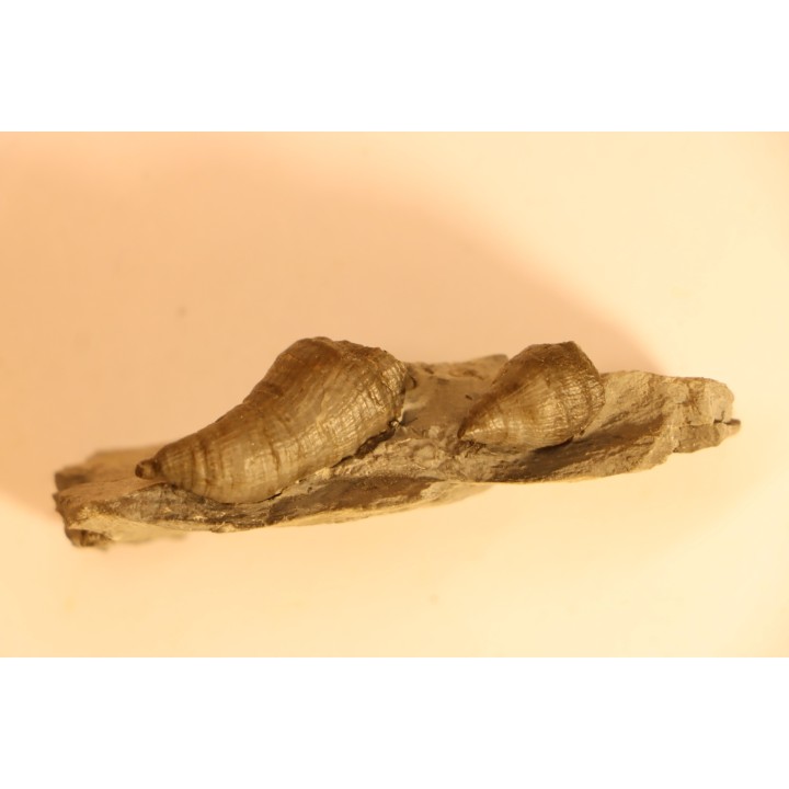 Stereolasma Rectum - Devonian - Windom shale formation - Eric County, New York- USA
