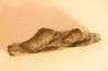 Stereolasma Rectum - Devonian - Windom shale formation - Eric County, New York- USA