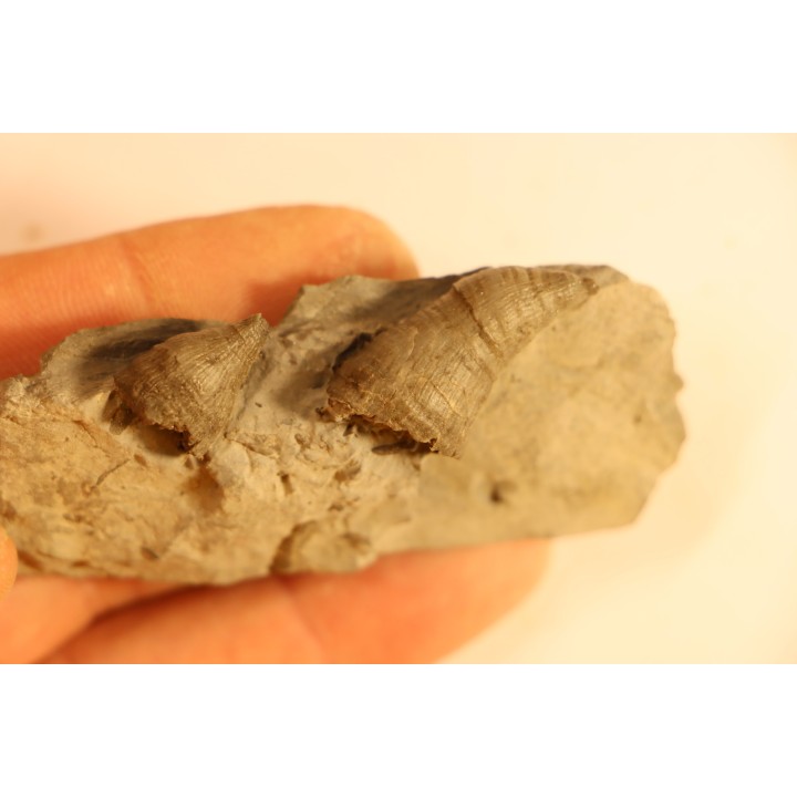 Stereolasma Rectum - Devonian - Windom shale formation - Eric County, New York- USA