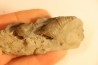 Stereolasma Rectum - Devonian - Windom shale formation - Eric County, New York- USA