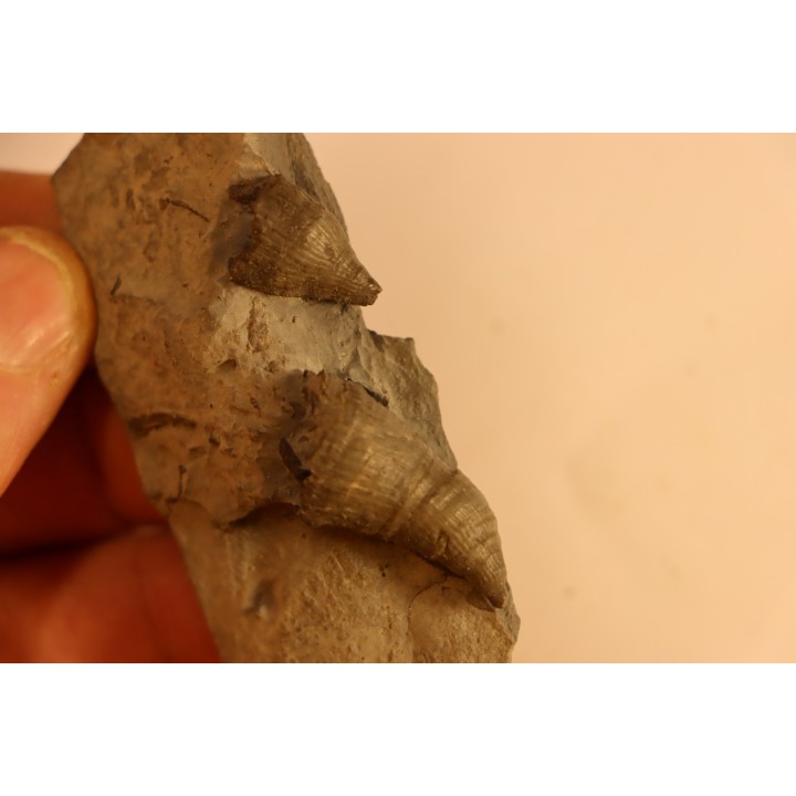 Stereolasma Rectum - Devonian - Windom shale formation - Eric County, New York- USA
