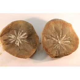Nodule de fougère: Annularia radiata - carbonifère - Mazon creek - Essex, Illinois - USA