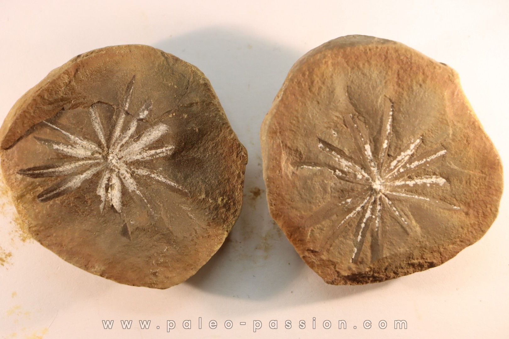 Nodule de fougère: Annularia radiata - carbonifère - Mazon creek - Essex, Illinois - USA
