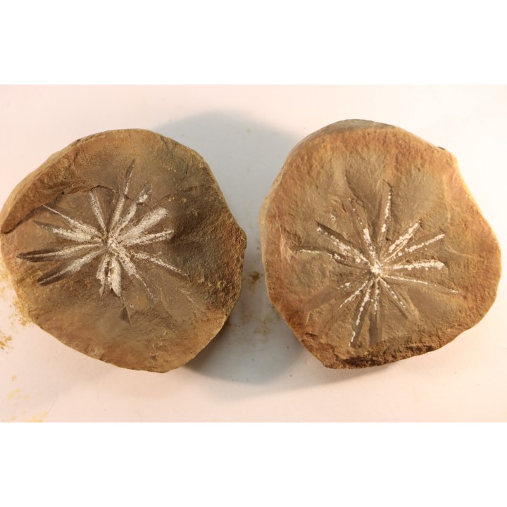 Nodule de fougère: Annularia radiata - carbonifère - Mazon creek - Essex, Illinois - USA