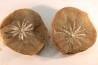 Annularia radiata  - carboniferous - Mazon creek - Essex, Illinois - USA