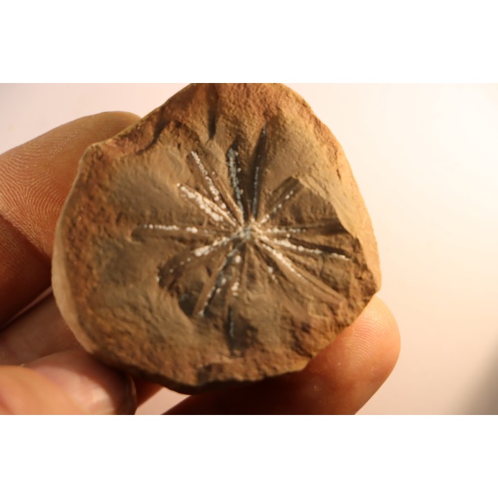 Nodule de fougère: Annularia radiata - carbonifère - Mazon creek - Essex, Illinois - USA