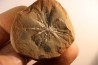 Annularia radiata  - carboniferous - Mazon creek - Essex, Illinois - USA