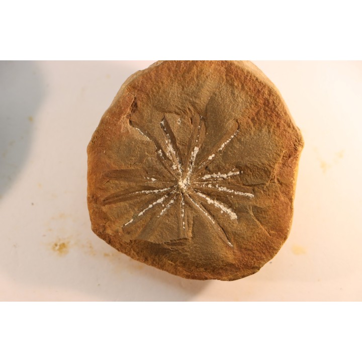 Nodule de fougère: Annularia radiata - carbonifère - Mazon creek - Essex, Illinois - USA