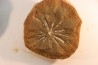 Nodule de fougère: Annularia radiata - carbonifère - Mazon creek - Essex, Illinois - USA