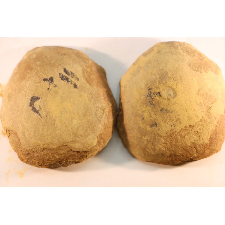Nodule de fougère: Annularia radiata - carbonifère - Mazon creek - Essex, Illinois - USA