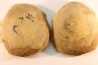 Nodule de fougère: Annularia radiata - carbonifère - Mazon creek - Essex, Illinois - USA