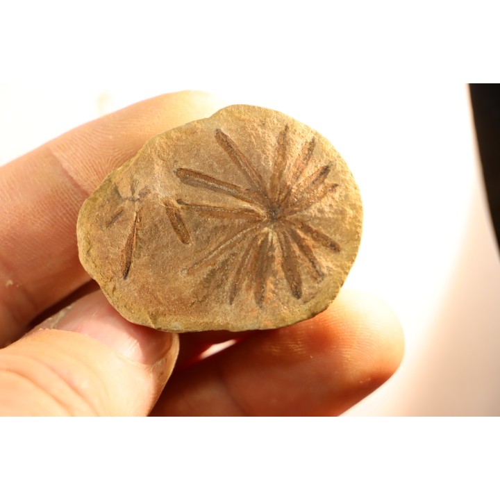 Nodule de fougère: Annularia radiata - carbonifère - Mazon creek - Essex, Illinois - USA