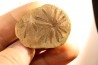 Annularia radiata  - carboniferous - Mazon creek - Essex, Illinois - USA