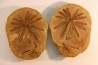 Nodule de fougère: Annularia radiata - carbonifère - Mazon creek - Essex, Illinois - USA