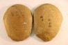 Annularia radiata  - carboniferous - Mazon creek - Essex, Illinois - USA