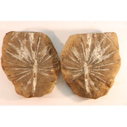 Annularia radiata  - carboniferous - Mazon creek - Astoria, Illinois - USA