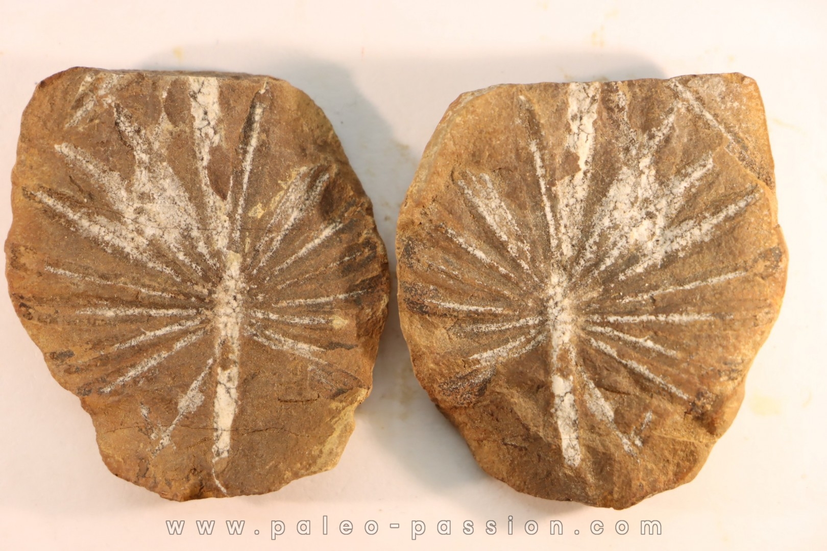 Annularia radiata - carboniferous - Mazon creek - Astoria, Illinois - USA