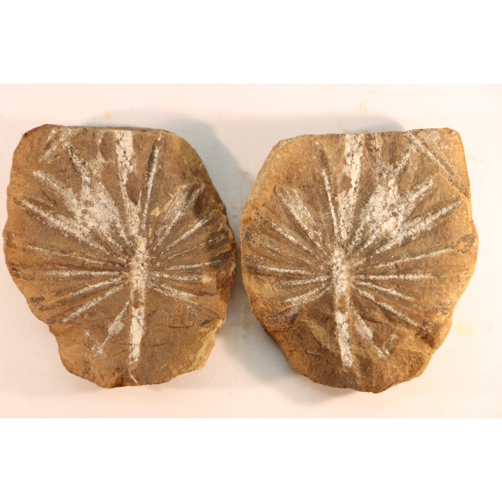 Nodule de fougère: Annularia radiata - carbonifère - Mazon creek - Astoria, Illinois - USA