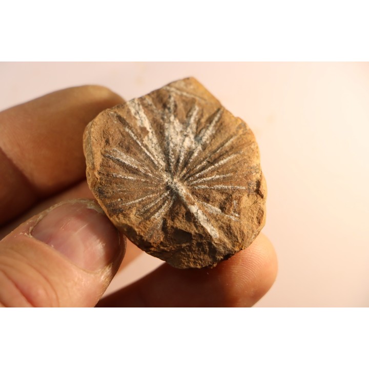 Annularia radiata  - carboniferous - Mazon creek - Astoria, Illinois - USA