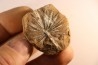 Nodule de fougère: Annularia radiata - carbonifère - Mazon creek - Astoria, Illinois - USA