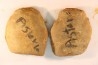Annularia radiata - carboniferous - Mazon creek - Astoria, Illinois - USA