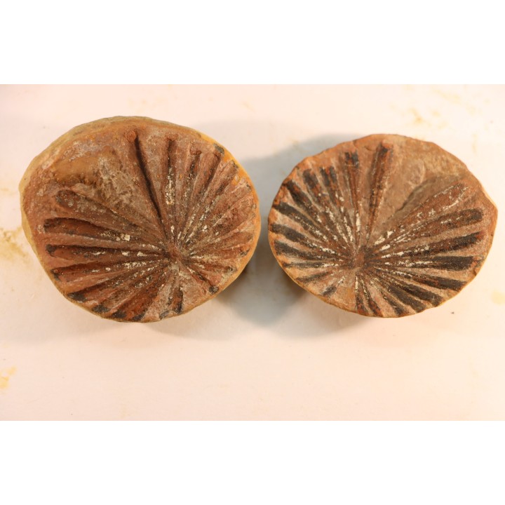 Annularia radiata  - carboniferous - Mazon creek - Astoria, Illinois - USA