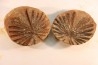 Nodule de fougère: Annularia radiata - carbonifère - Mazon creek - Astoria, Illinois - USA