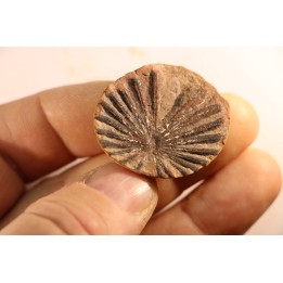Annularia radiata  - carboniferous - Mazon creek - Astoria, Illinois - USA