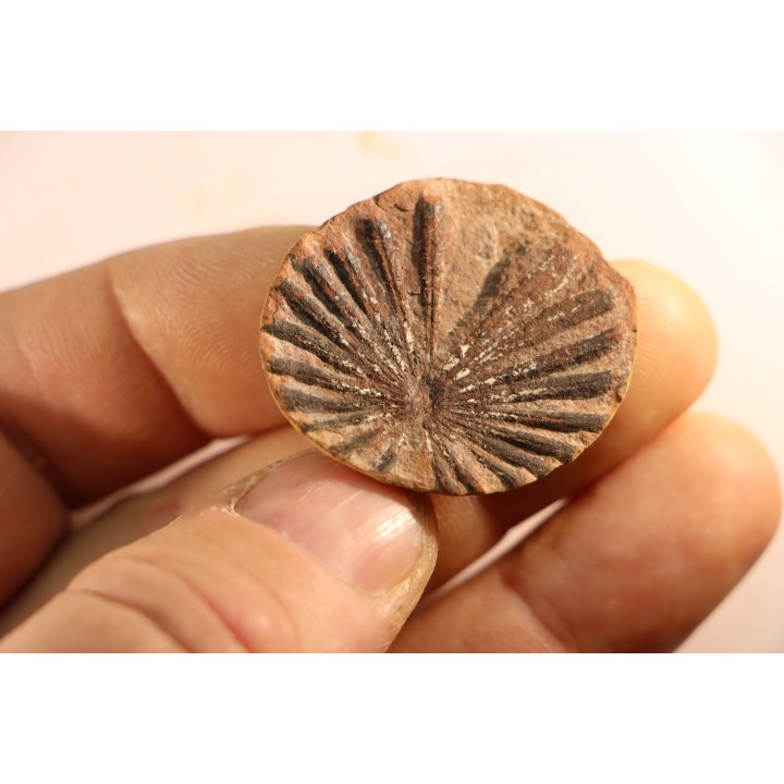 Annularia radiata  - carboniferous - Mazon creek - Astoria, Illinois - USA
