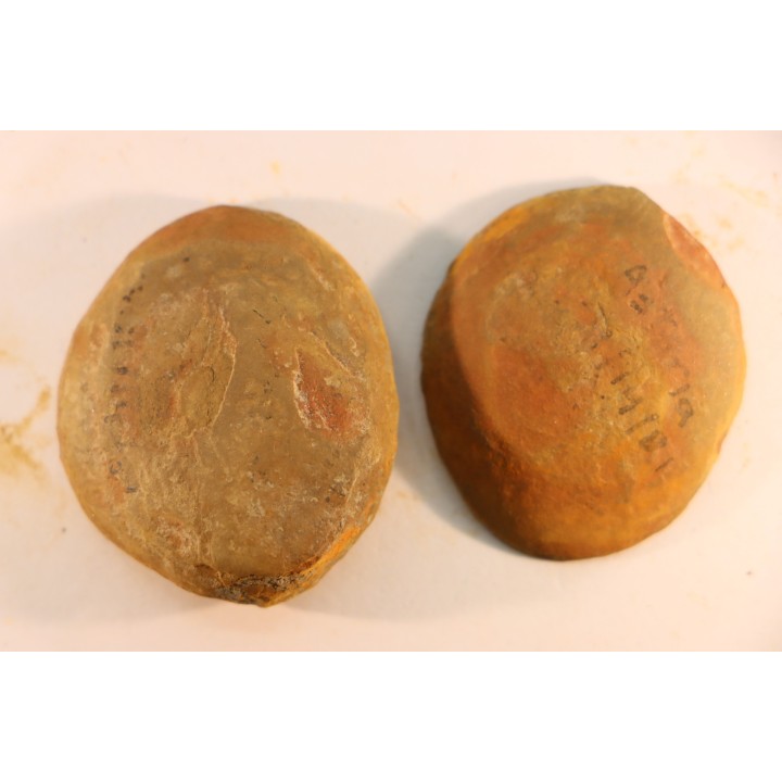 Annularia radiata  - carboniferous - Mazon creek - Astoria, Illinois - USA