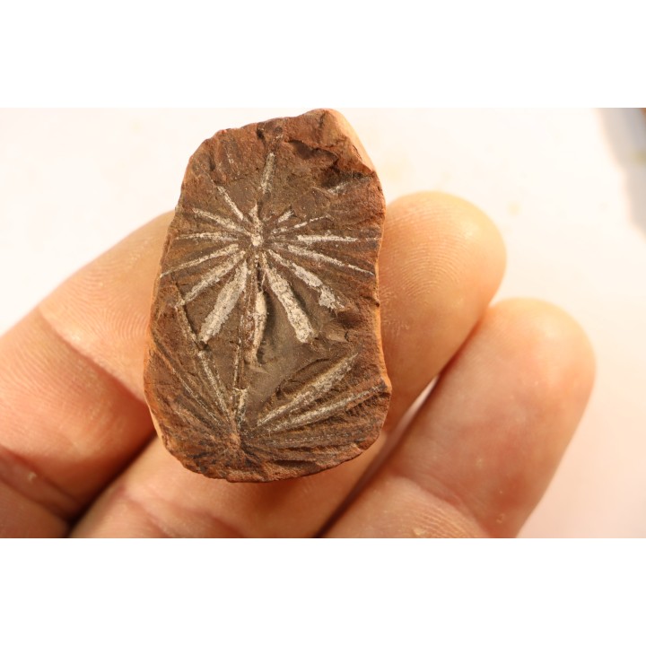 Annularia radiata  - carboniferous - Mazon creek - Astoria, Illinois - USA