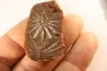 Nodule de fougère: Annularia radiata - carbonifère - Mazon creek - Astoria, Illinois - USA