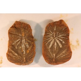 Nodule de fougère: Annularia radiata - carbonifère - Mazon creek - Astoria, Illinois - USA