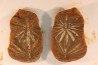 Nodule de fougère: Annularia radiata - carbonifère - Mazon creek - Astoria, Illinois - USA
