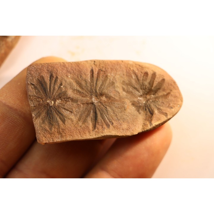 Annularia radiata  - carboniferous - Mazon creek - Essex, Illinois - USA