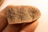 Nodule de fougère: Annularia radiata - carbonifère - Mazon creek - Essex, Illinois - USA