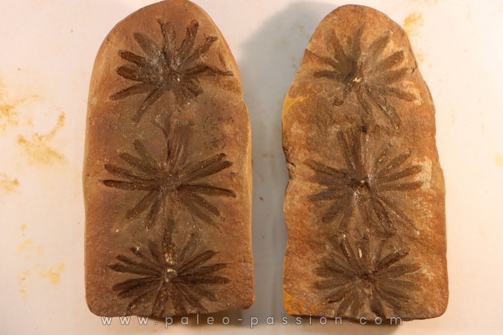 Nodule de fougère: Annularia radiata - carbonifère - Mazon creek - Essex, Illinois - USA