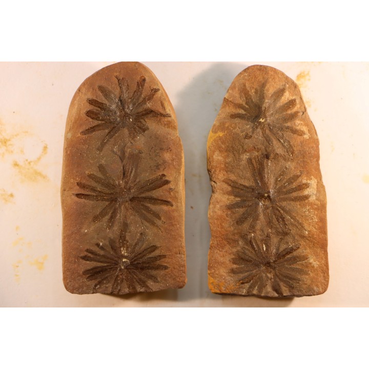 Annularia radiata  - carboniferous - Mazon creek - Essex, Illinois - USA