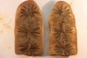Annularia radiata  - carboniferous - Mazon creek - Essex, Illinois - USA