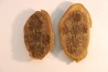 Annularia sphenophylloides - carboniferous - Mazon creek - Essex, Illinois - USA