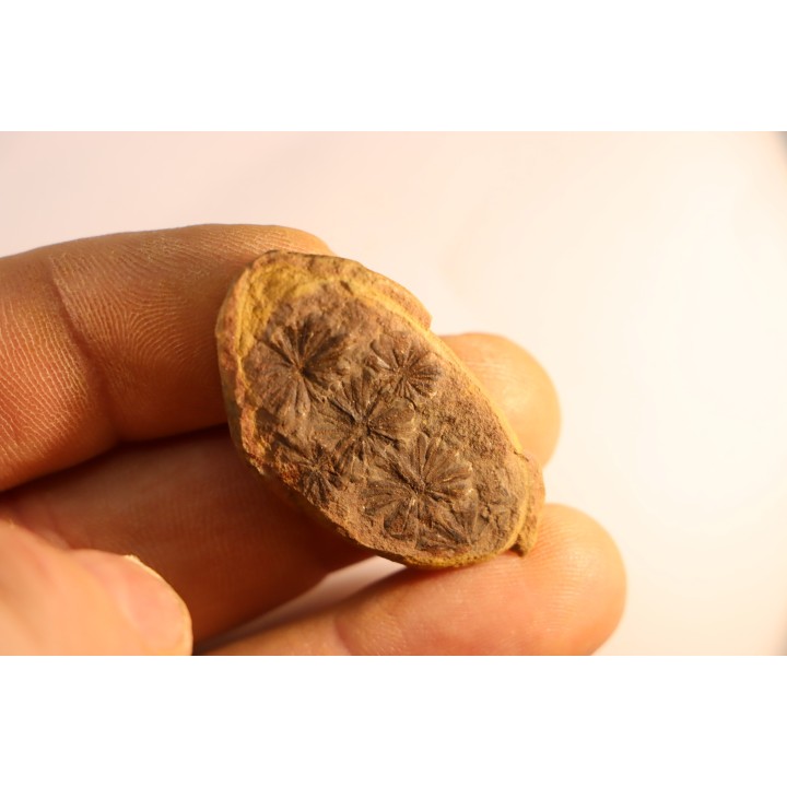 Annularia sphenophylloides  - carboniferous - Mazon creek - Essex, Illinois - USA