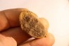 Nodule de fougère: Annularia sphenophylloides - carbonifère - Mazon creek - Essex, Illinois - USA