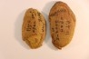 Annularia sphenophylloides - carboniferous - Mazon creek - Essex, Illinois - USA
